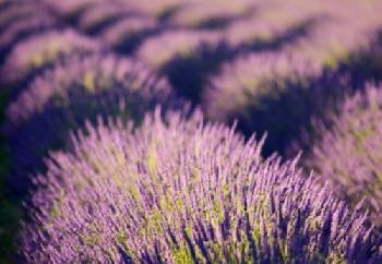 BGGHMW_EDITORIAL_HiRes