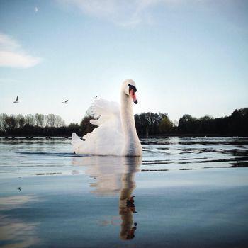 Biały łabędź pływający po jeziorze