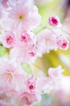 Bladoróżowe kwiaty w przybliżeniu