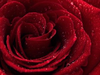 C553KW_EDITORIAL_HiRes