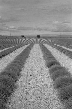 Czarno białe pole lawendy