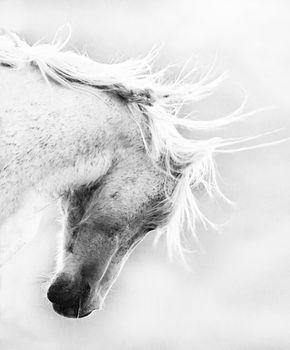 Biały koń - zbliżenie