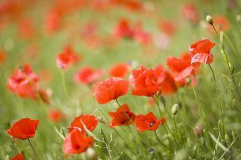 Czerwone maki na polu
