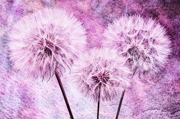 Dmuchawce w odcieniach różu i fioletu