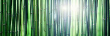 Zielony las bambusowy