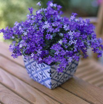 Fioletowe kwiaty w ozdobnej doniczce