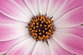 Symetryczny różowy kwiat