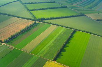 Zielone pola w geometrycznym układzie