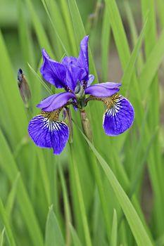 Irys wśród trawy