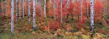 Jesienny las brzozowy