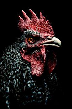 Kogut na czarnym tle