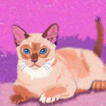 Kot na różowym tle