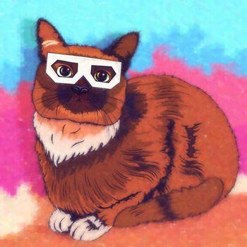 Kot na wielobarwnym tle