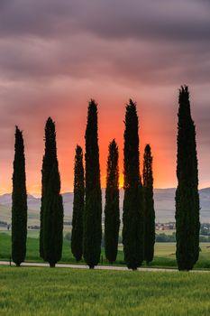 Drzewa na tle zachodzącego słońca - Toskania