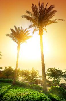 Dwie palmy na tle zachodzące słońca