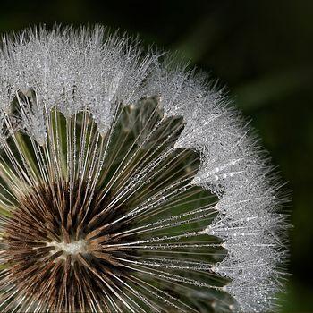 Krople rosy na dmuchawcu