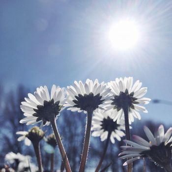 Kwiaty na tle jarzącego słońca