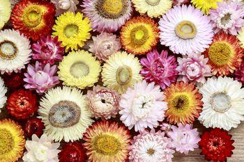 Kwiaty w wiosennych kolorach