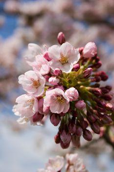 Kwiaty wiśni w przybliżeniu
