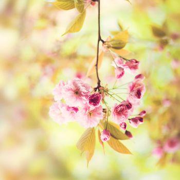 Kwiaty wiśni w słonecznej scenerii