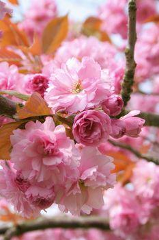 Kwitnące drzewo w przybliżeniu