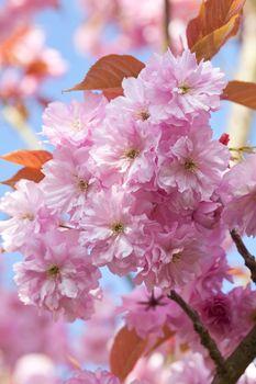 Kwitnące różowe kwiaty wiśni