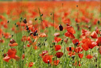 Łąka z czerwonymi makami