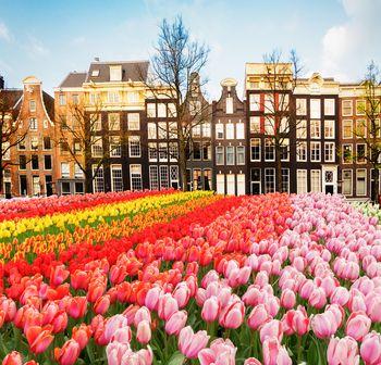 Tulipany przed domami, Amsterdam. Holandia