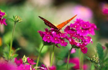 Motyl na kwitnących kwiatach