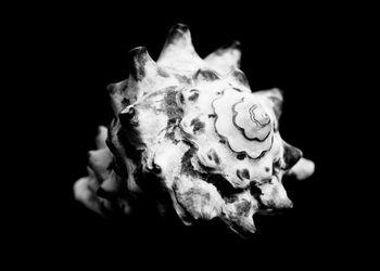 Muszla na czarnym tle