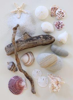 Muszle rozrzucone wśród gałęzi