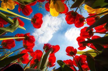 Niebo widoczne spomiędzy maków