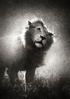 Otrzepujący się lew
