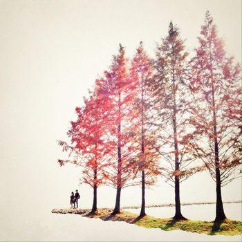 Para i pięć drzew na białym tle