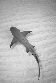 Płynący po dnie rekin