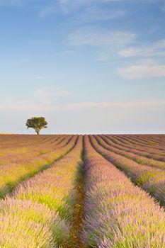 Pole lawendy. Francja