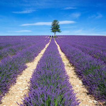 Pole lawendy z drzewem. Francja