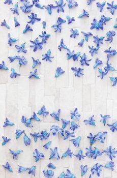 Porozrzucane płatki kwiatów