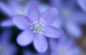 Przylaszczka w odcieniach fioletu