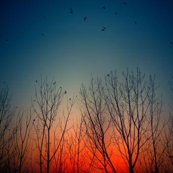 Ptaki nad koronami drzew