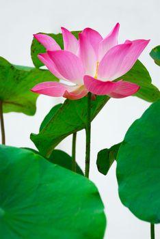 Różowa lilia wśród liści