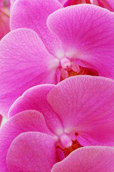 Różowe płatki kwiatu w przybliżeniu