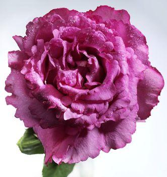 Różowy kwiat zroszony wodą