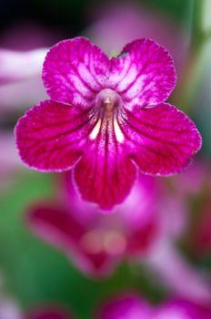 Różowy pierwiosnek