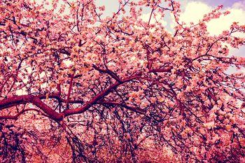 Sad owocowy w odcieniach czerwieni