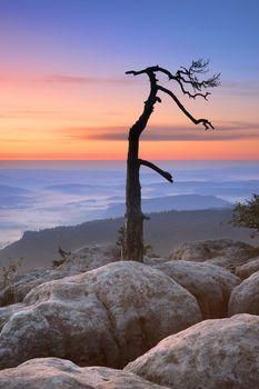 Sosna na szczycie Szczelińca Wielkiego 