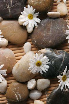 Stokrotki wśród kamieni