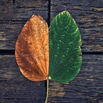 Symetryczny dwukolorowy liść