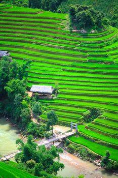 Tarasy ryżowe w Wietnamie
