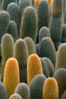 Różnokolorowe kaktusy